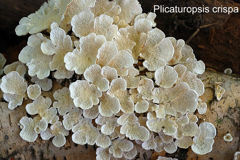 Plicaturopsis crispa-amf1479.jpg - Plicaturopsis crispa ; Syn1: Plicatura crispa ; Syn2: Trogia crispa ; Non français: Plicature frisée